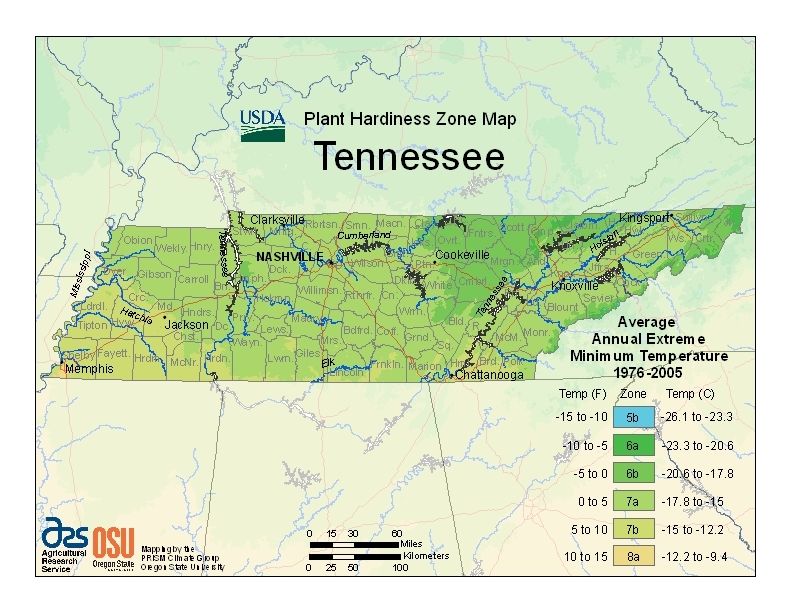 What the hardiness zone map says and doesn’t say Subtropical Memphis