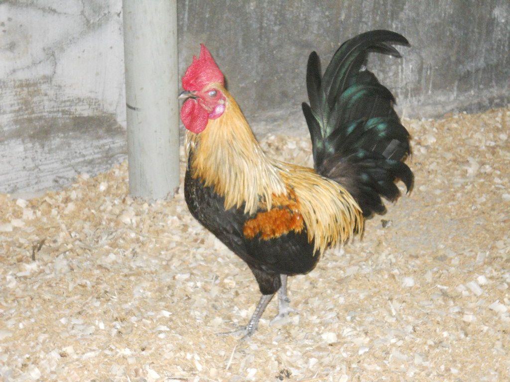 Tre Mỹ & Tre Sil  -   Biên Hòa (Update Hôm nay) - 26