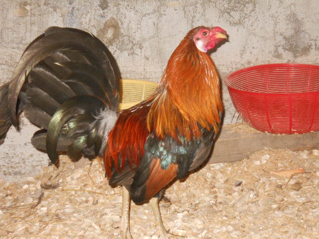 Tre Mỹ & Tre Sil  -   Biên Hòa (Update Hôm nay) - 27