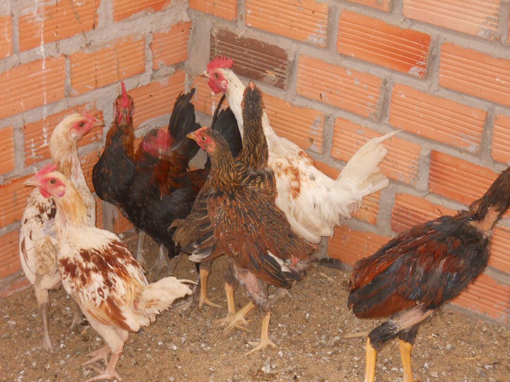 Tre Mỹ & Tre Sil  -   Biên Hòa (Update Hôm nay) - 7