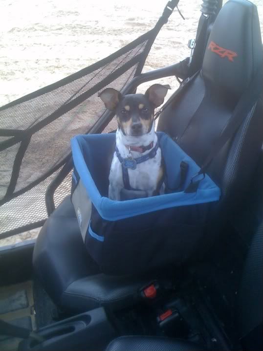 The Ultimate RZR Dog Seat (for smallish dogs) Polaris RZR Forum RZR