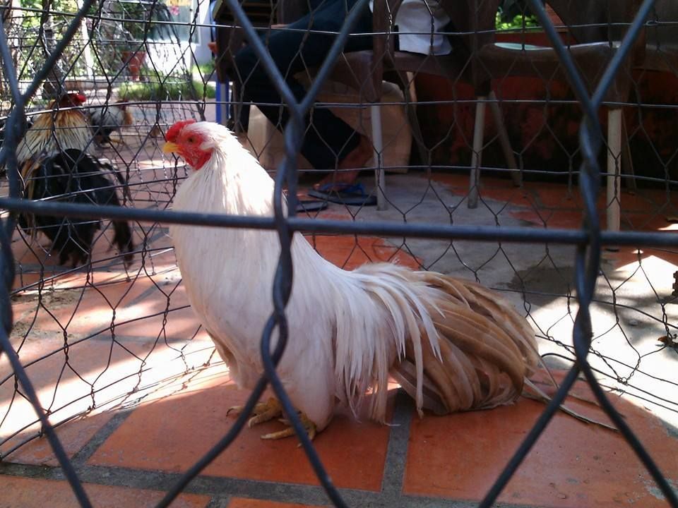 gà chuối tân châu