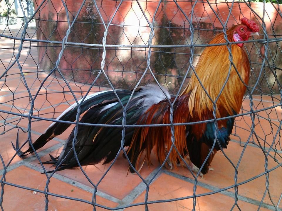gà điều tân châu