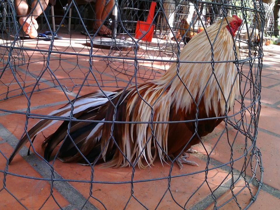 gà khét chuối tân châu