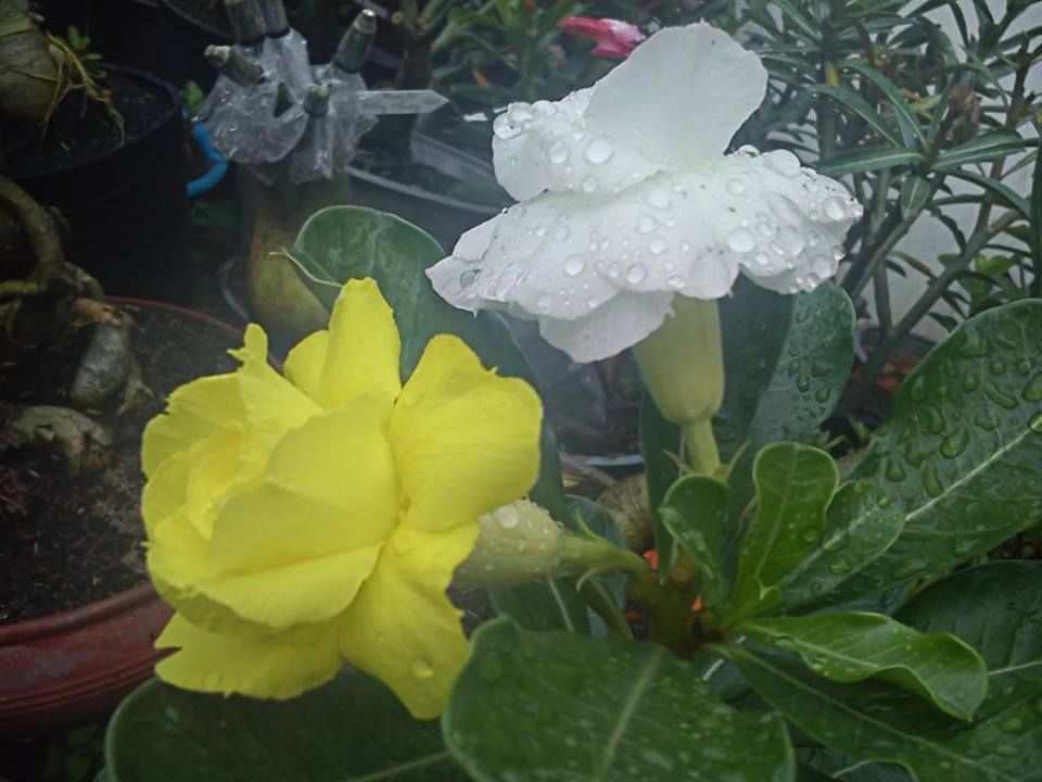 hoa sứ thái quý hiếm