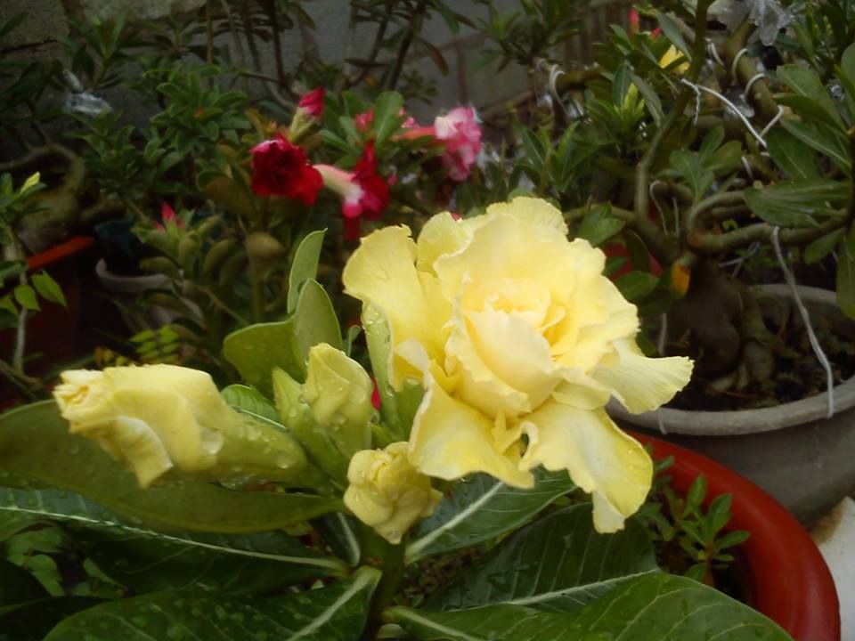 hoa sứ cánh kép màu vàng