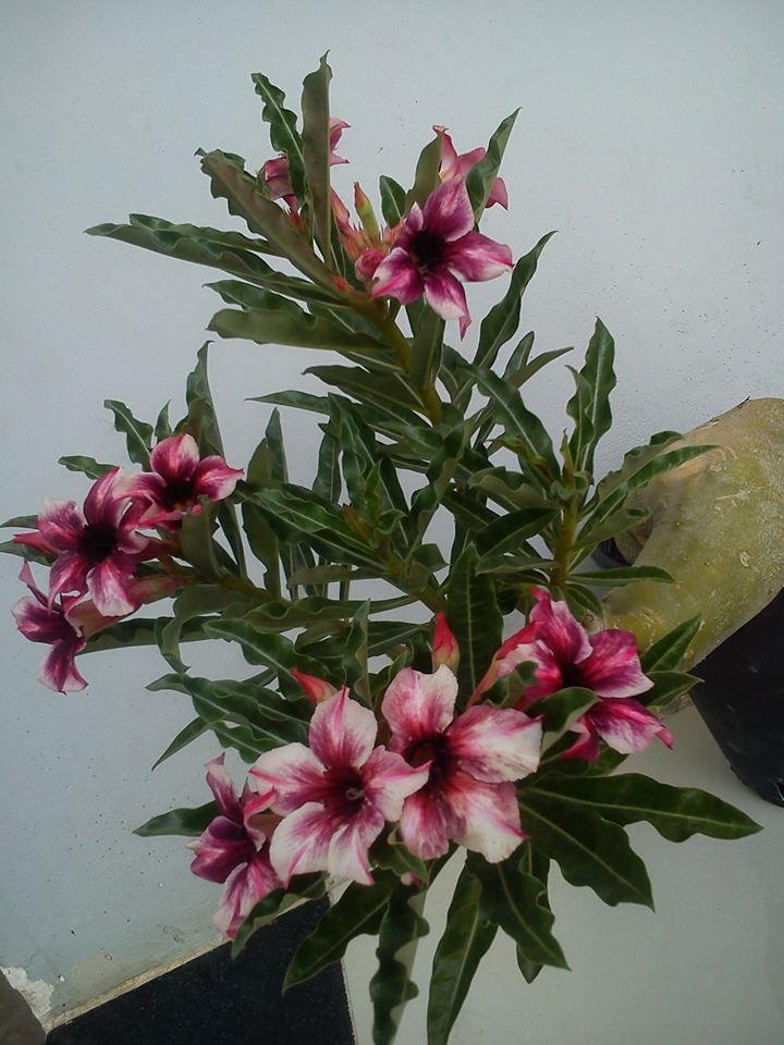 hoa sứ độc lạ
