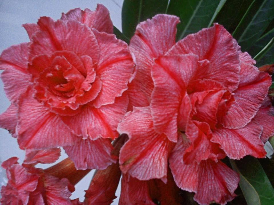hoa sứ thái cánh kép hồng