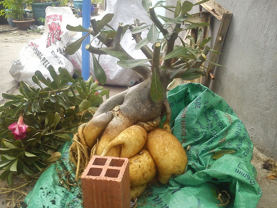 sứ thái