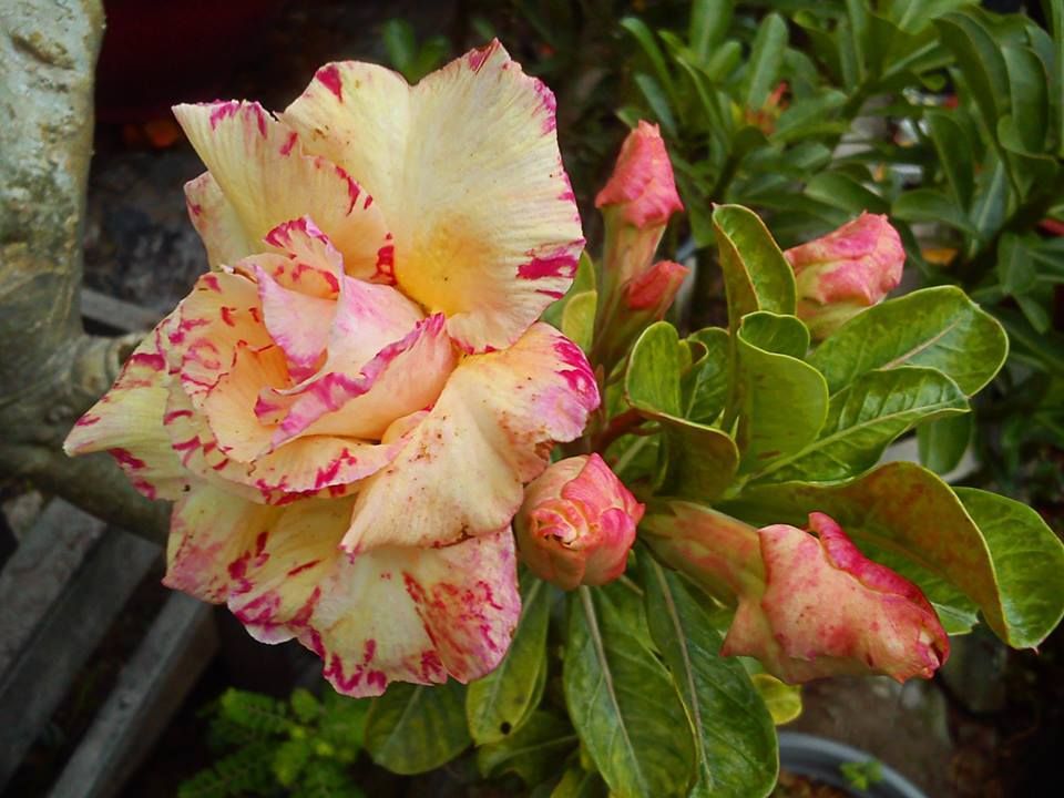 hoa sứ thái cánh kép màu vàng