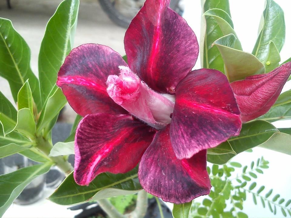 hoa sứ lê văn hòa