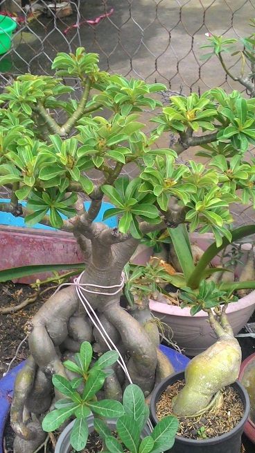 sứ thái hoa kép