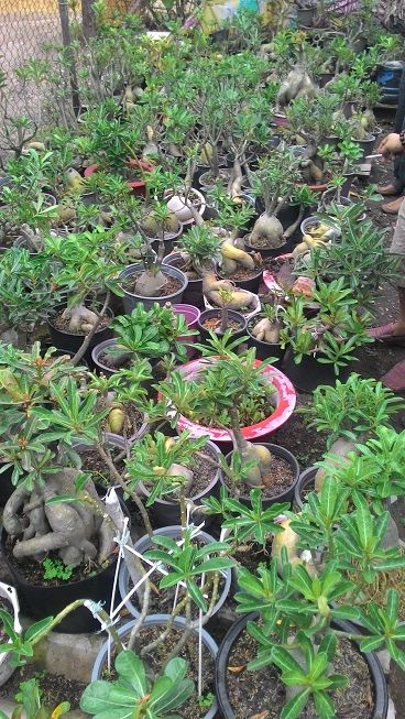vườn sứ thái