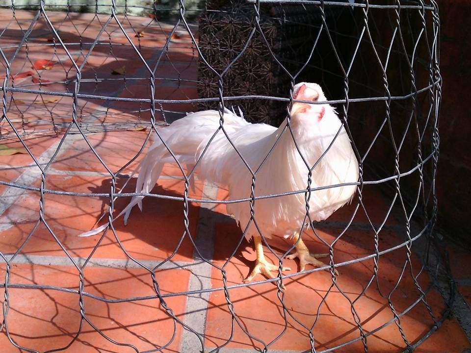 gà nhạn tơ tân châu