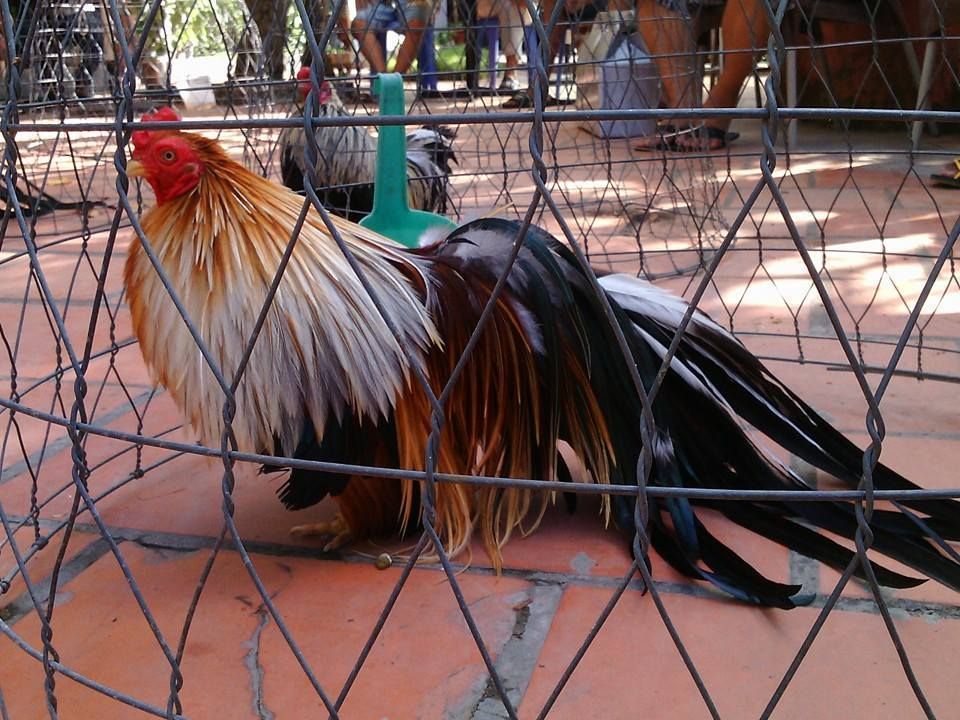 tân châu chuối