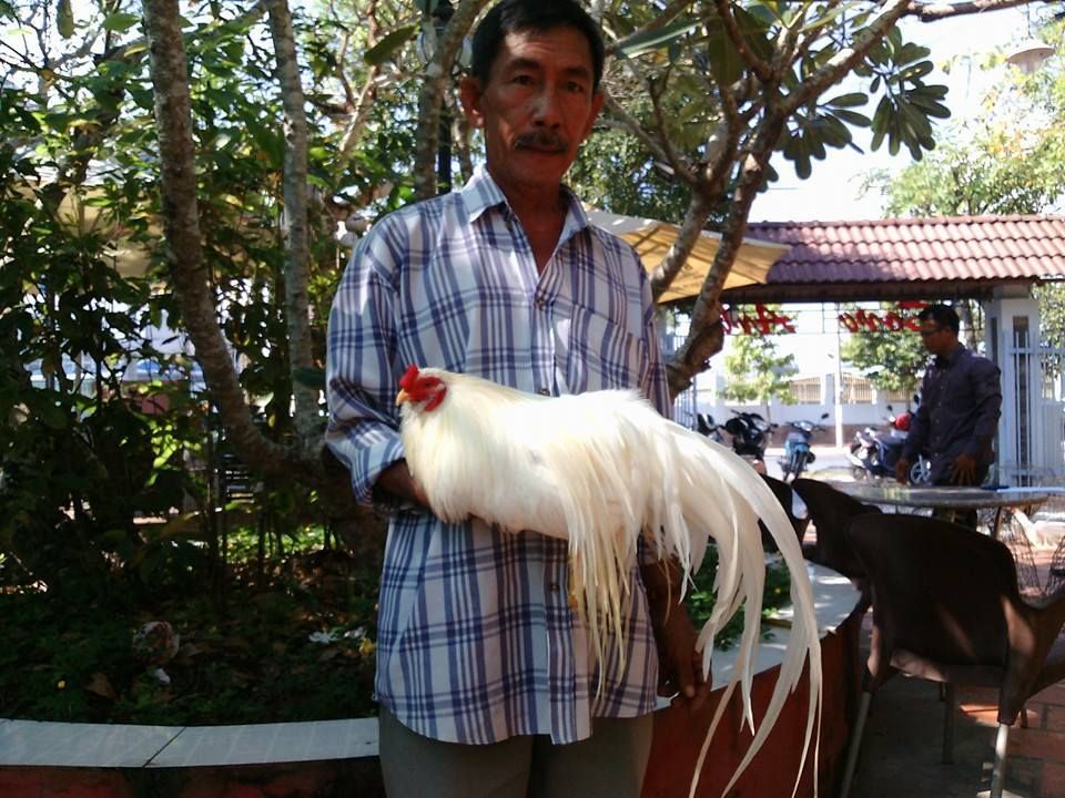gà nhạn mã dìm
