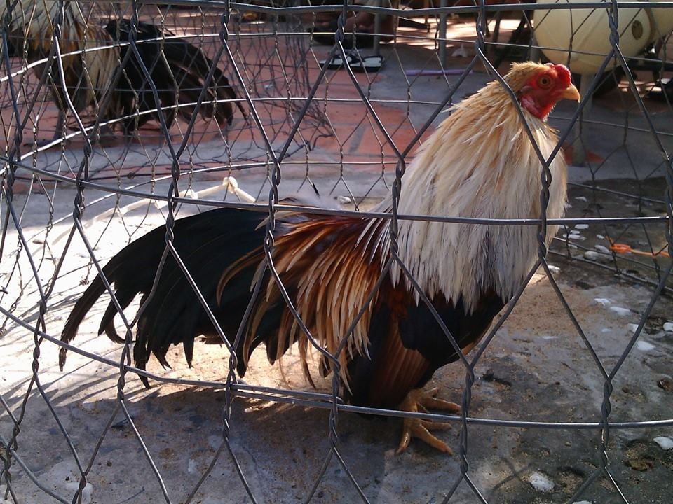 chuối tân châu