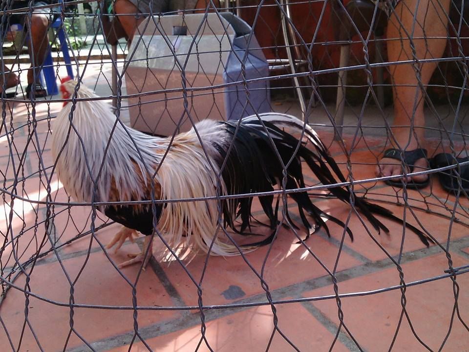 gà chuối tân châu