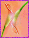 http://i1045.photobucket.com/albums/b459/AMAYTE/LOGOS/libres1.gif