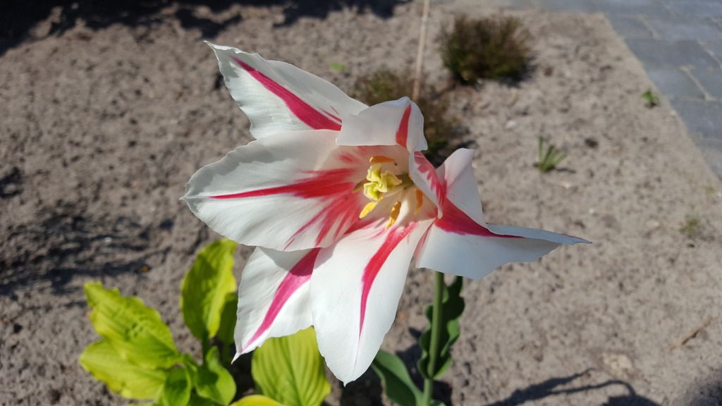  photo 20160507_143901_zps9wvsvzfs.jpg