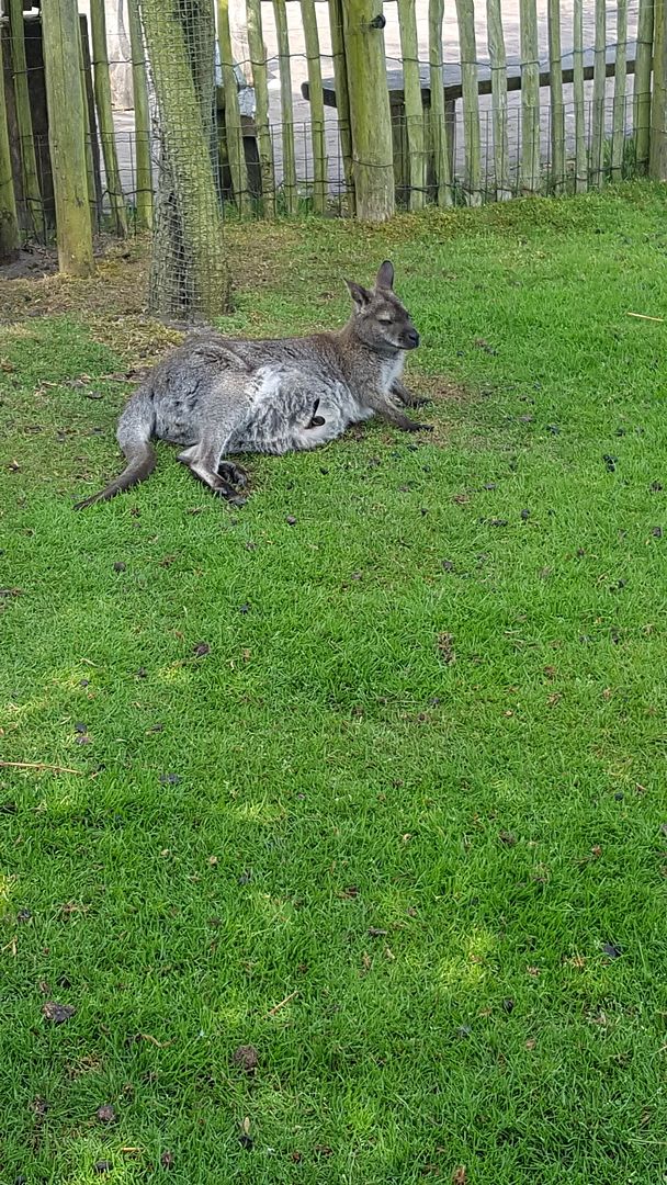 photo 20160519_110118_zpsgbqifolv.jpg