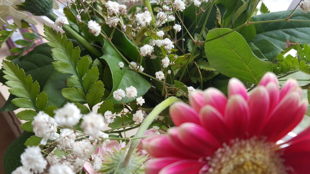  photo 20160612_141207_zpszzwzp2wi.jpg
