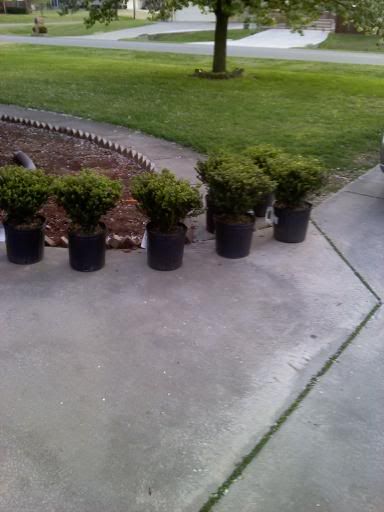 bush.jpg