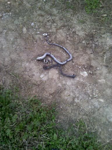 deadsnake.jpg