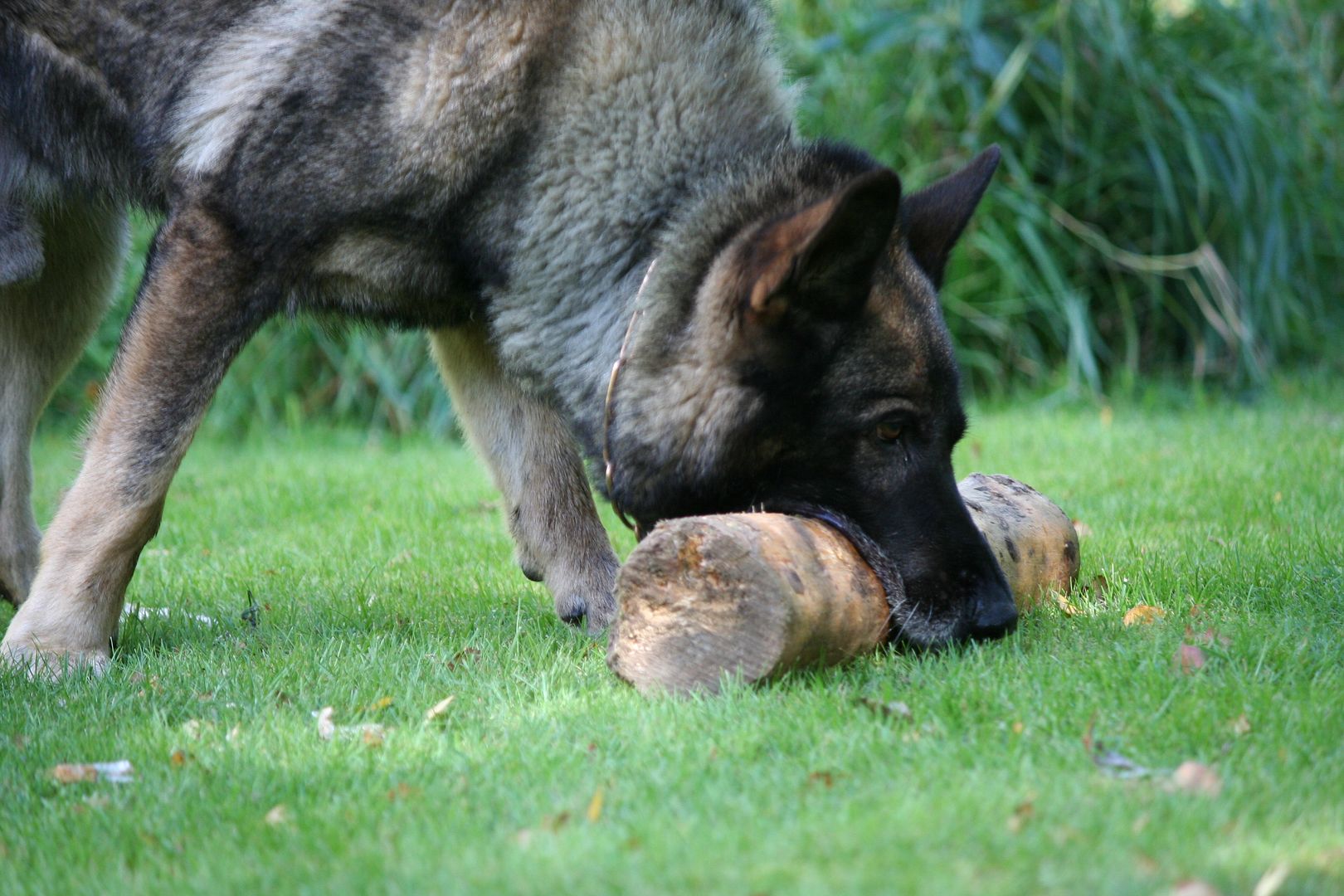 Hundbilder%20sommar%202016%20181_zpsenc98ldd.jpg