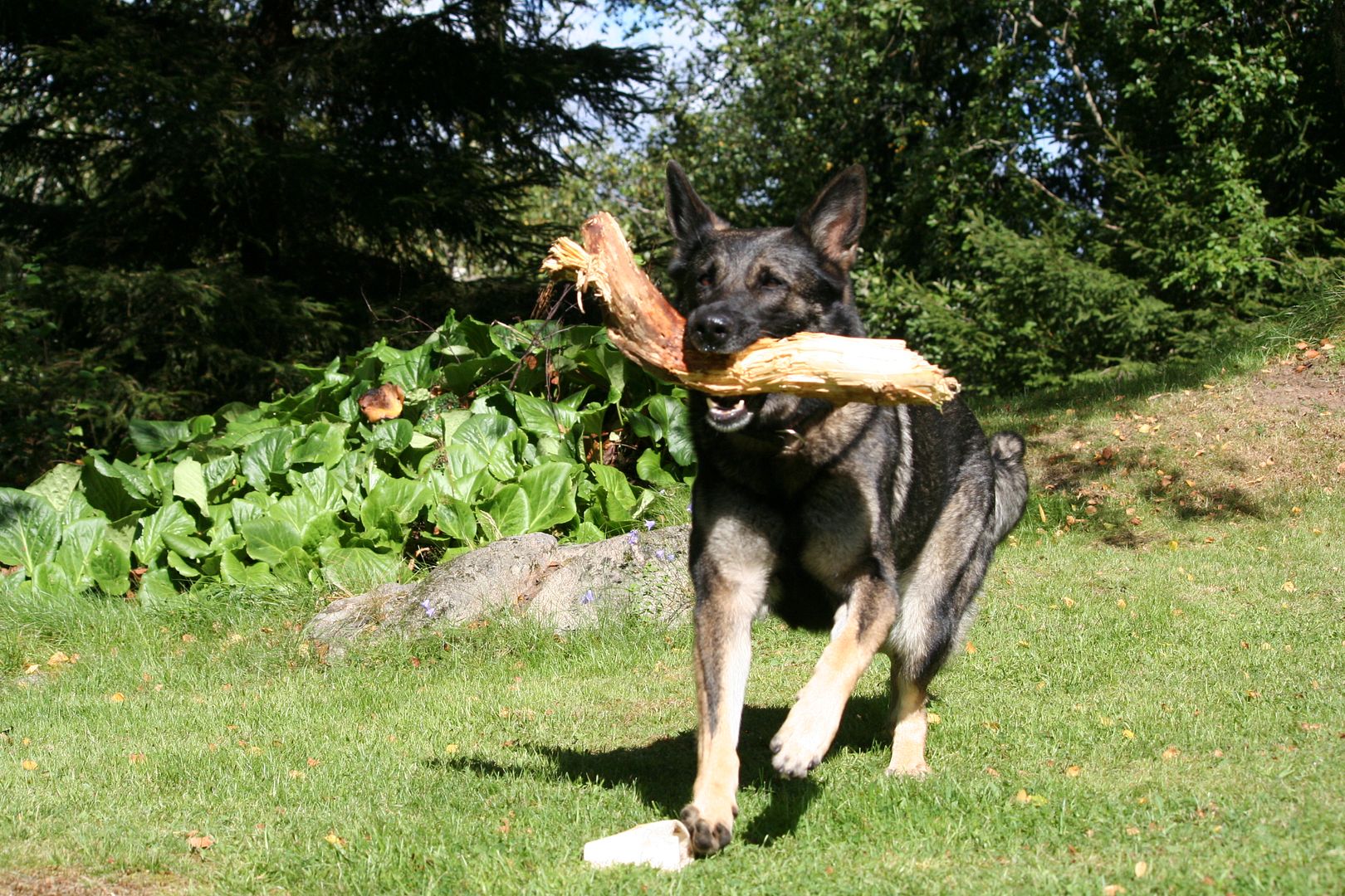 Hundbilder%20sommar%202016%20214_zpsg9xswjub.jpg