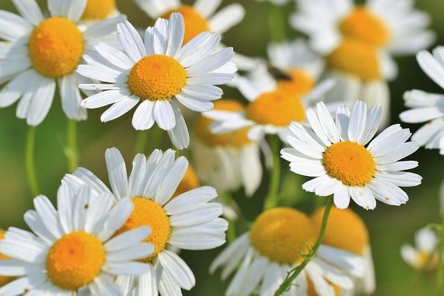 Medicina natural para bajar la creatinina