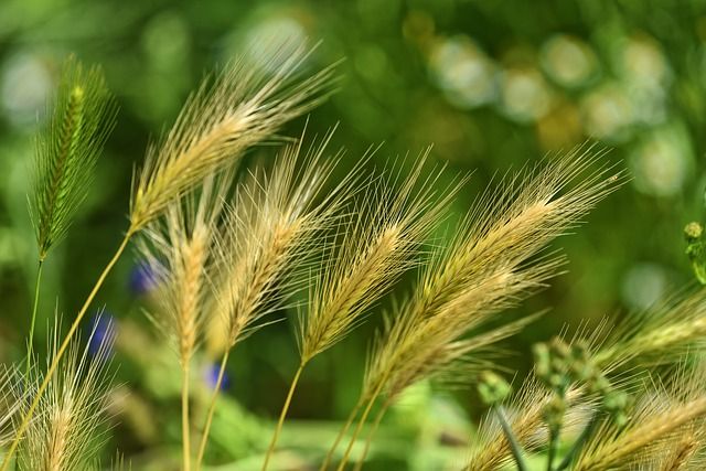 Medicina natural para bajar la creatinina