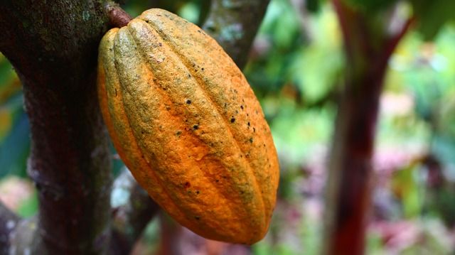 fruta de cacao