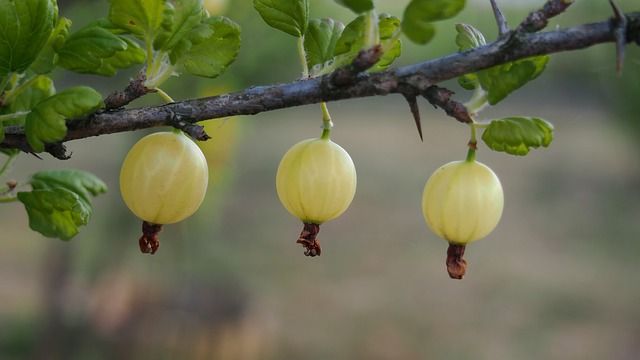 grosella de la india