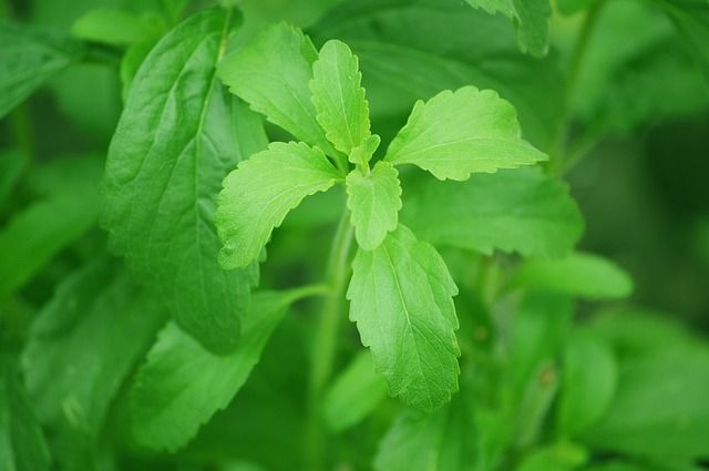 stevia para la diabetes